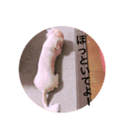ᕦ日常①（個別スタンプ：6）
