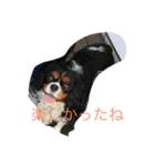 キャバリアのハル（個別スタンプ：5）