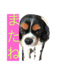 キャバリアのハル（個別スタンプ：8）