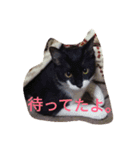 「おむすび」（個別スタンプ：20）