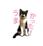 「おむすび」（個別スタンプ：26）