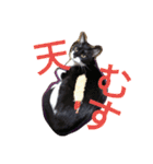 「おむすび」（個別スタンプ：37）
