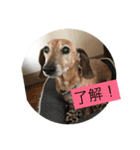 ヨークとマミィ（個別スタンプ：6）