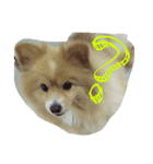 NJgsm（個別スタンプ：5）