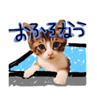 まいにちねこびより（個別スタンプ：1）