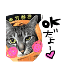まいにちねこびより（個別スタンプ：7）