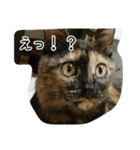 ニャンが好き2（個別スタンプ：16）
