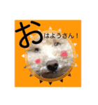 わんこちゃんず（個別スタンプ：6）