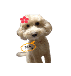 わんこちゃんず（個別スタンプ：10）