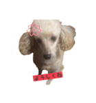 わんこちゃんず（個別スタンプ：12）