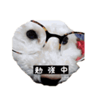 わんこちゃんず（個別スタンプ：13）