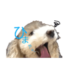 わんこちゃんず（個別スタンプ：16）