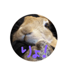 marontan.（個別スタンプ：7）