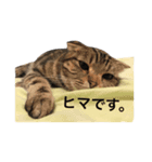 さんかねちゃん（個別スタンプ：8）