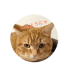 しまちゃんです（個別スタンプ：5）