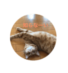 しまちゃんです（個別スタンプ：7）