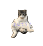 cat cats（個別スタンプ：1）