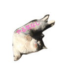 cat cats（個別スタンプ：2）