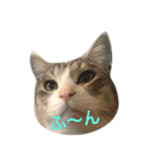 cat cats（個別スタンプ：3）