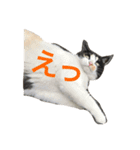 cat cats（個別スタンプ：4）