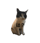 cat cats（個別スタンプ：5）