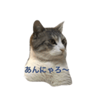 cat cats（個別スタンプ：6）