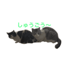 cat cats（個別スタンプ：7）