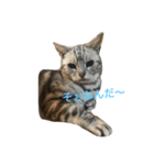 cat cats（個別スタンプ：8）
