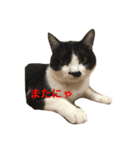 cat cats（個別スタンプ：9）