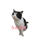 cat cats（個別スタンプ：10）