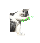 cat cats（個別スタンプ：11）