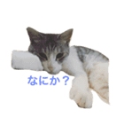 cat cats（個別スタンプ：12）