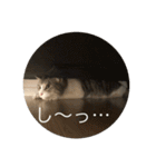 cat cats（個別スタンプ：13）