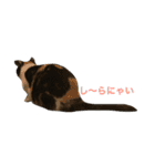 cat cats（個別スタンプ：14）