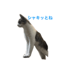 cat cats（個別スタンプ：15）