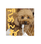 toypoodle KOUTA（個別スタンプ：4）