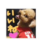 toypoodle KOUTA（個別スタンプ：5）