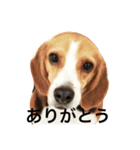 ヘンリー（個別スタンプ：5）