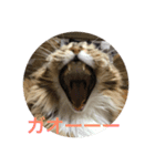 GAZIKO（個別スタンプ：2）