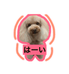 日常あいさつ 〜犬（個別スタンプ：1）