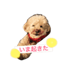 日常あいさつ 〜犬（個別スタンプ：2）