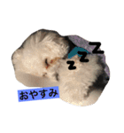 日常あいさつ 〜犬（個別スタンプ：5）