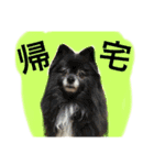 日常あいさつ 〜犬（個別スタンプ：9）