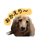 日常あいさつ 〜犬（個別スタンプ：10）