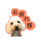 日常あいさつ 〜犬（個別スタンプ：11）
