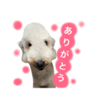 日常あいさつ 〜犬（個別スタンプ：12）