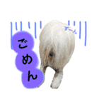 日常あいさつ 〜犬（個別スタンプ：13）