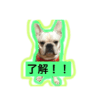 日常あいさつ 〜犬（個別スタンプ：15）