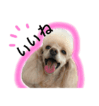 日常あいさつ 〜犬（個別スタンプ：16）
