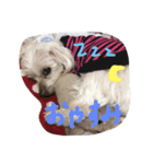 可愛い動物達シリーズ（個別スタンプ：1）